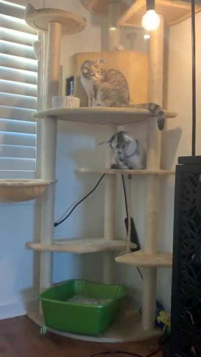 No matter how many times I tell her she’s not a cat...