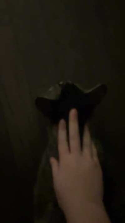 weird cat