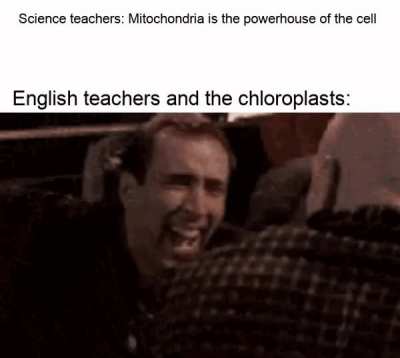 What a fool