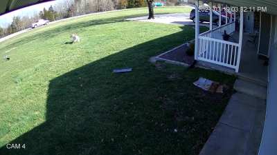 Herd of chihuahuas