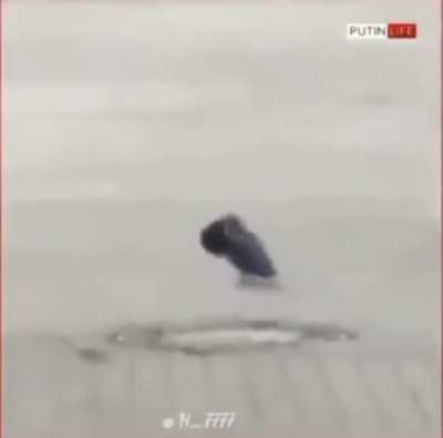 A Rússia é uma ditadura fascsita? Putin se comunica com os animais?
