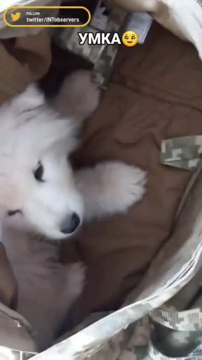 This adorable puppy called Umka found a new home with one of the defenders of Ukraine