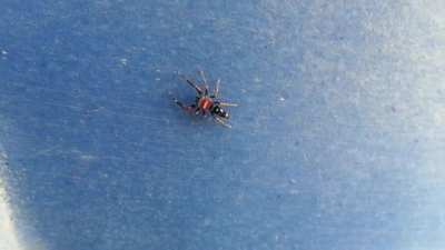 The Elegant Golden Jumping Spider
