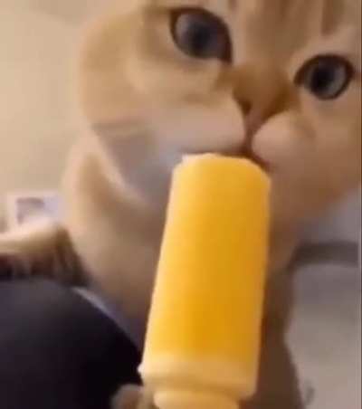 Gato