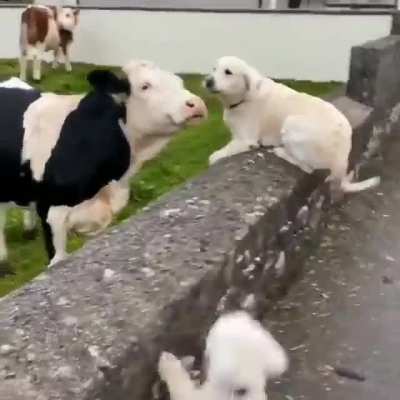 Instant friends