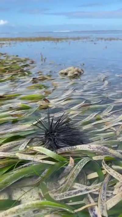 Sea urchin 'walking'