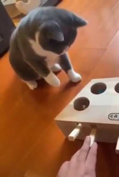 A prank box for cats