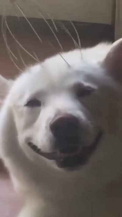 eViL hUmaN peRforMs oPeN bRaiN sUrgErY oN hELpLess dOg