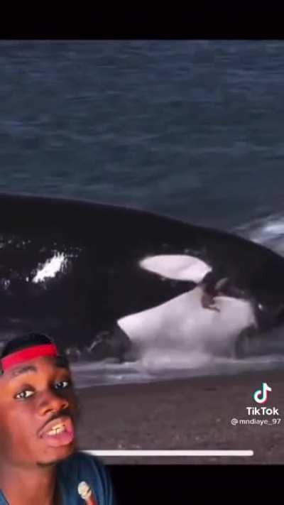 Orcas are basically just big ferocious jerks.