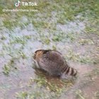 A big boy