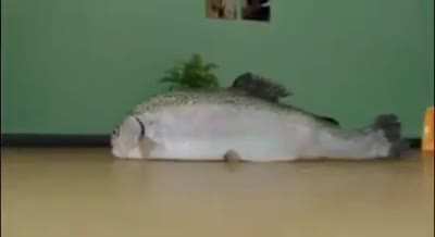 fish