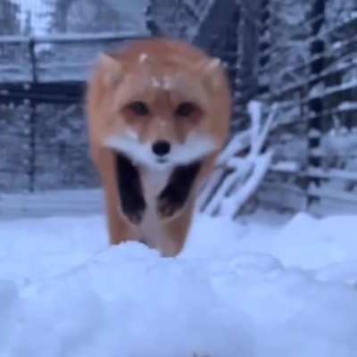 Foxy