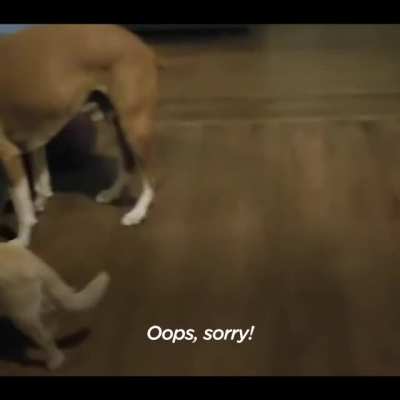 This poor dog couldn't even function mentally like a normal dog. The recovery is pretty remarkable.