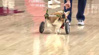 He may not have won this year's Corgi race, but little buddy gave effort. 🐶😁