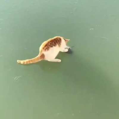 Why can't I catch this fish