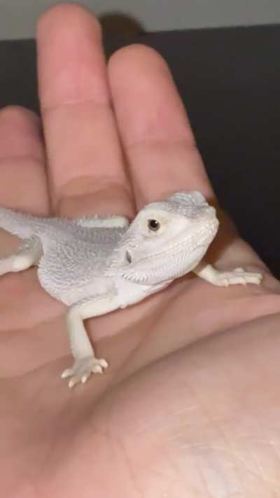 Everyone meet Ventress