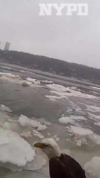 NYPD ties up bald eagle and leave it stranded on an icy river, calls it a 