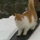 Find this talented boi on insta @taddyskates :D