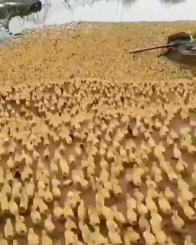 Off to war!