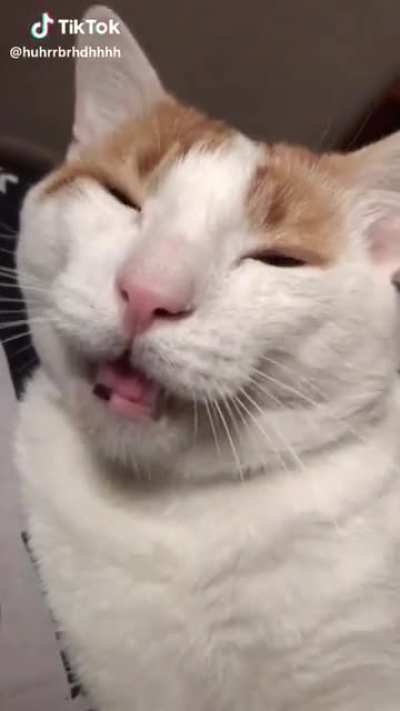 Cute chirping cat