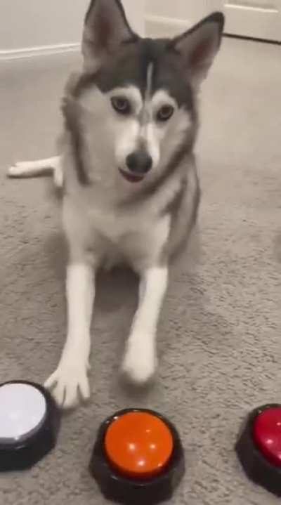 Bitch