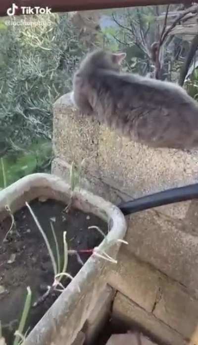 Kitty!