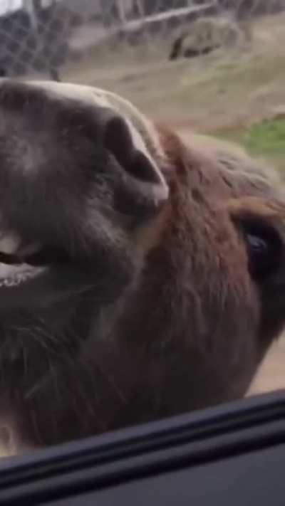 That's wonderfully pure laughter.