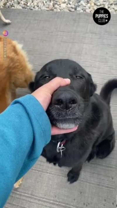 Doggo music