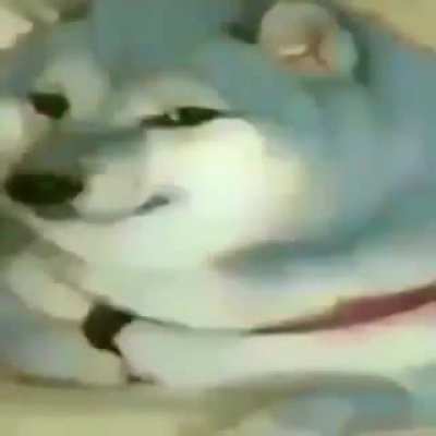 im blu