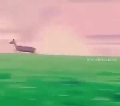 Human using killer eagles to hunt massive prey