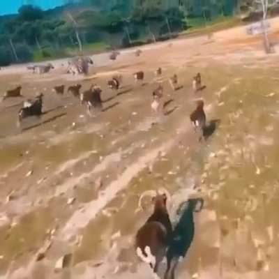 Flying too close to wild animals