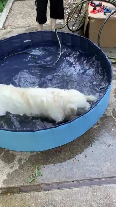 My dog enjoying his new doggy pool