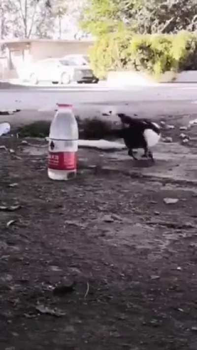the bird who dominates the laws of physics