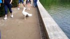 Esa vez que provoqué a un pavo real albino y me contestó