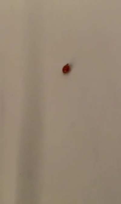 Me and my brother saw a ladybug