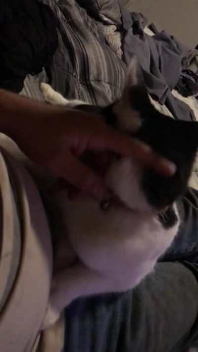 My cat Nala being cuddly.