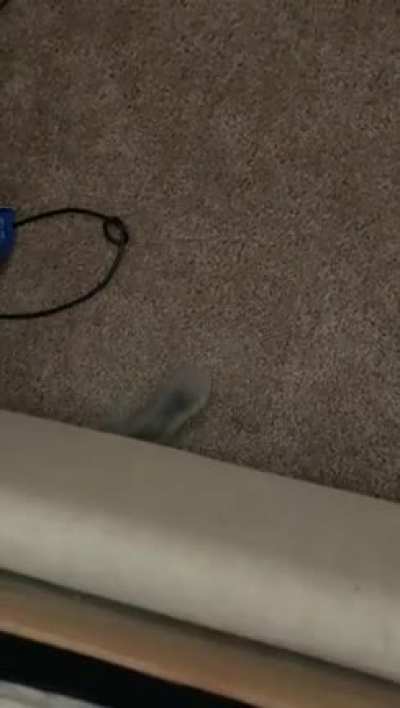 The little goblin under our bed. 🙈