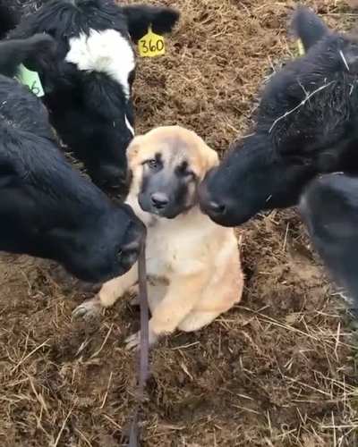 Center of attention