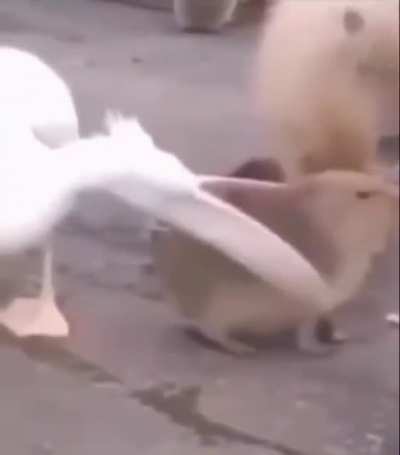 Anyone know the name of the song