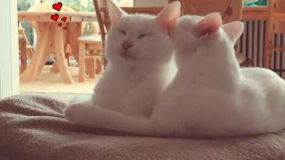 Our two siblings. Resting from chasing leaves through the living room. :)