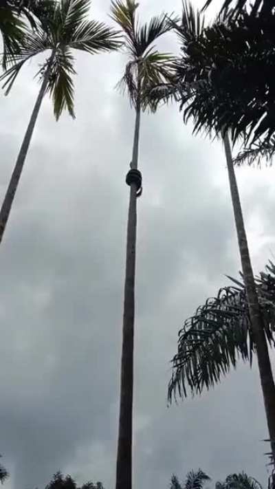 Snake climbing a tree