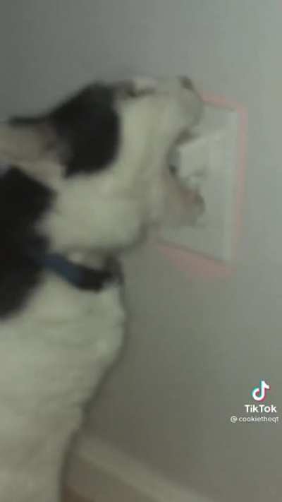 A cat minding it's own business