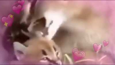 Floppa <3
