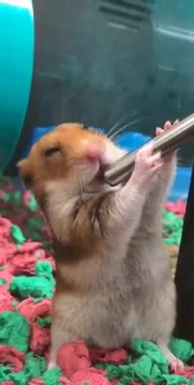Just a cute hamster having a drink.