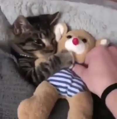 Hoy no hay meme, solo un gato