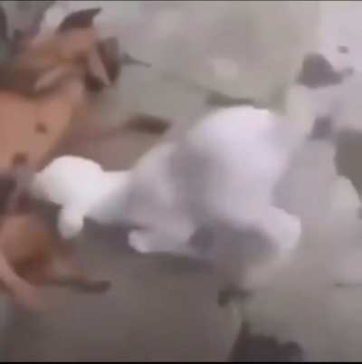 Blursed_sheep