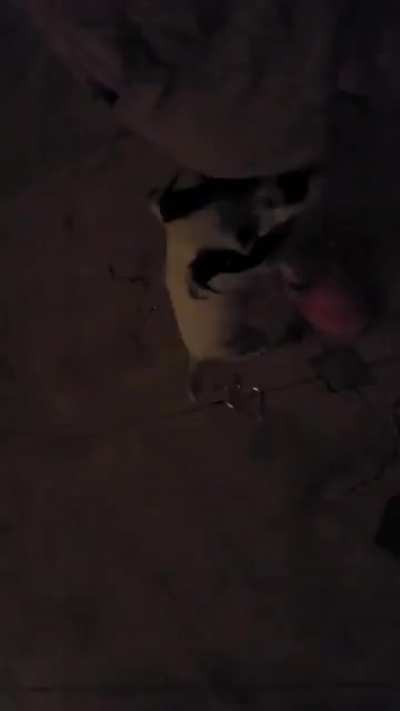I went to a party yesterday and this dog wouln't stop humping me