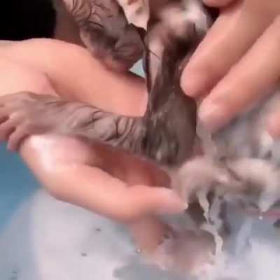 Clean monke