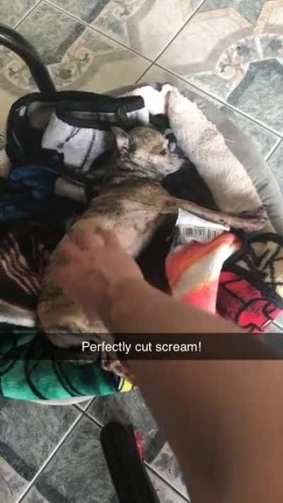 Perfect Chihuahua Scream