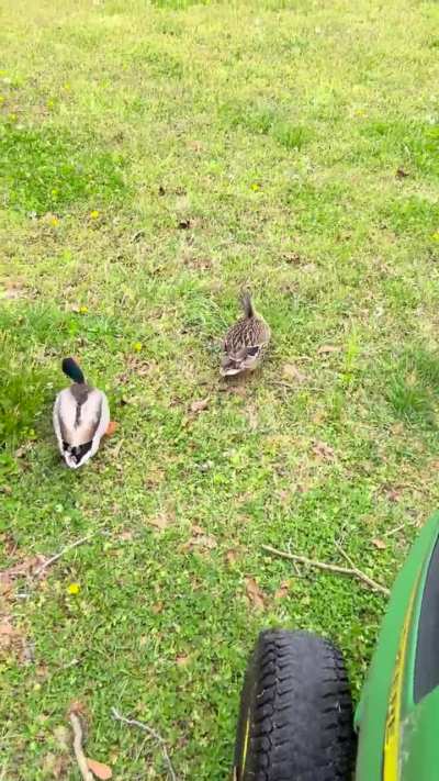 duck
